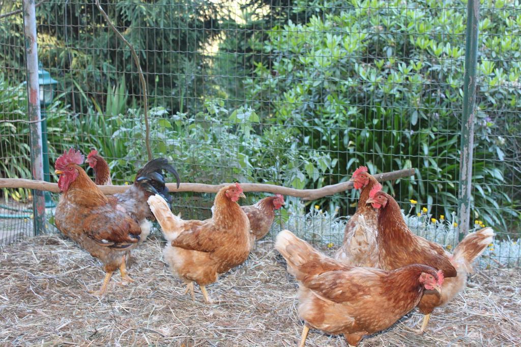 Quinta Faias Country house Camacha (Madeira)