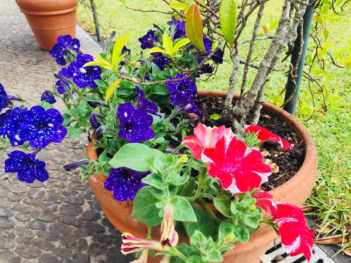 Quinta Faias