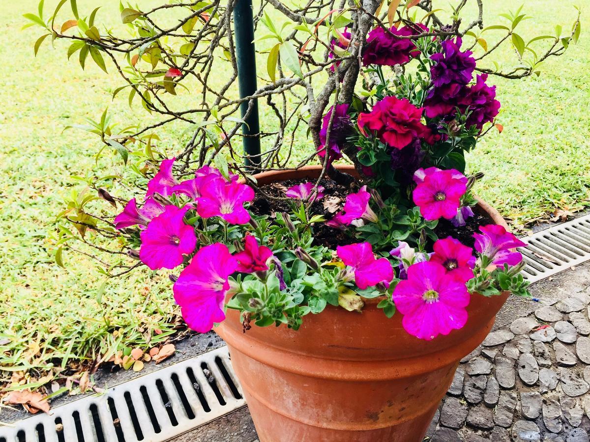 Country house Quinta Faias Camacha (Madeira)